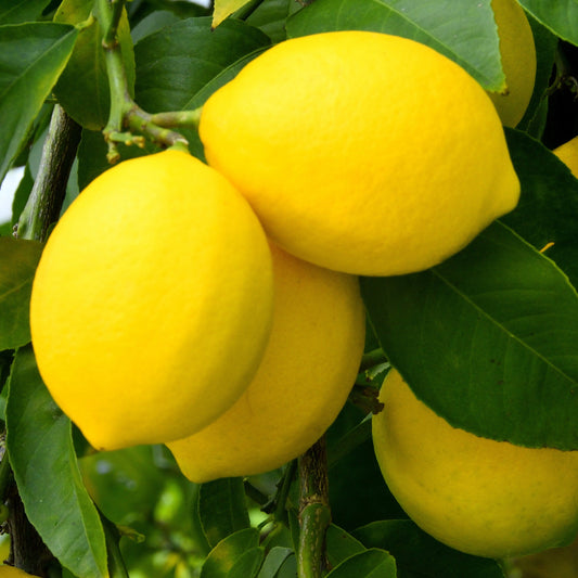 Meyer Lemons - Box